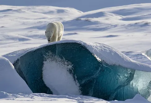 Årets pandabok - Bortom isbjörnens rike
