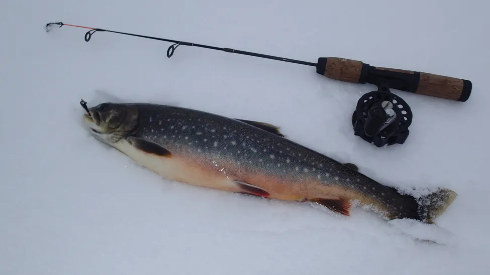 Klicka för att förstora