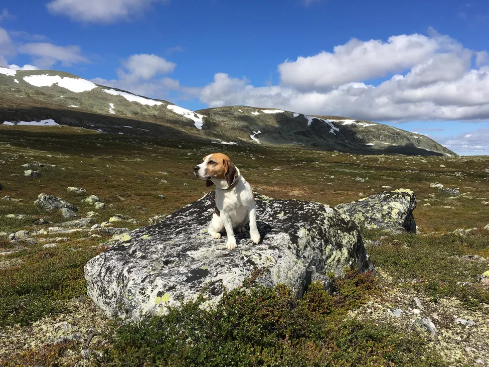 Klicka för att förstora