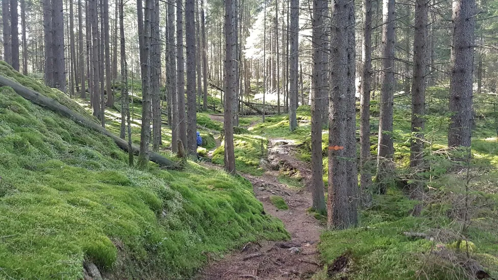 Klicka för att förstora