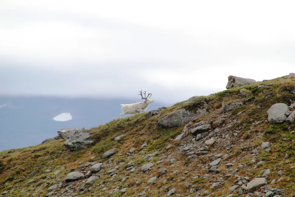 Klicka för att förstora