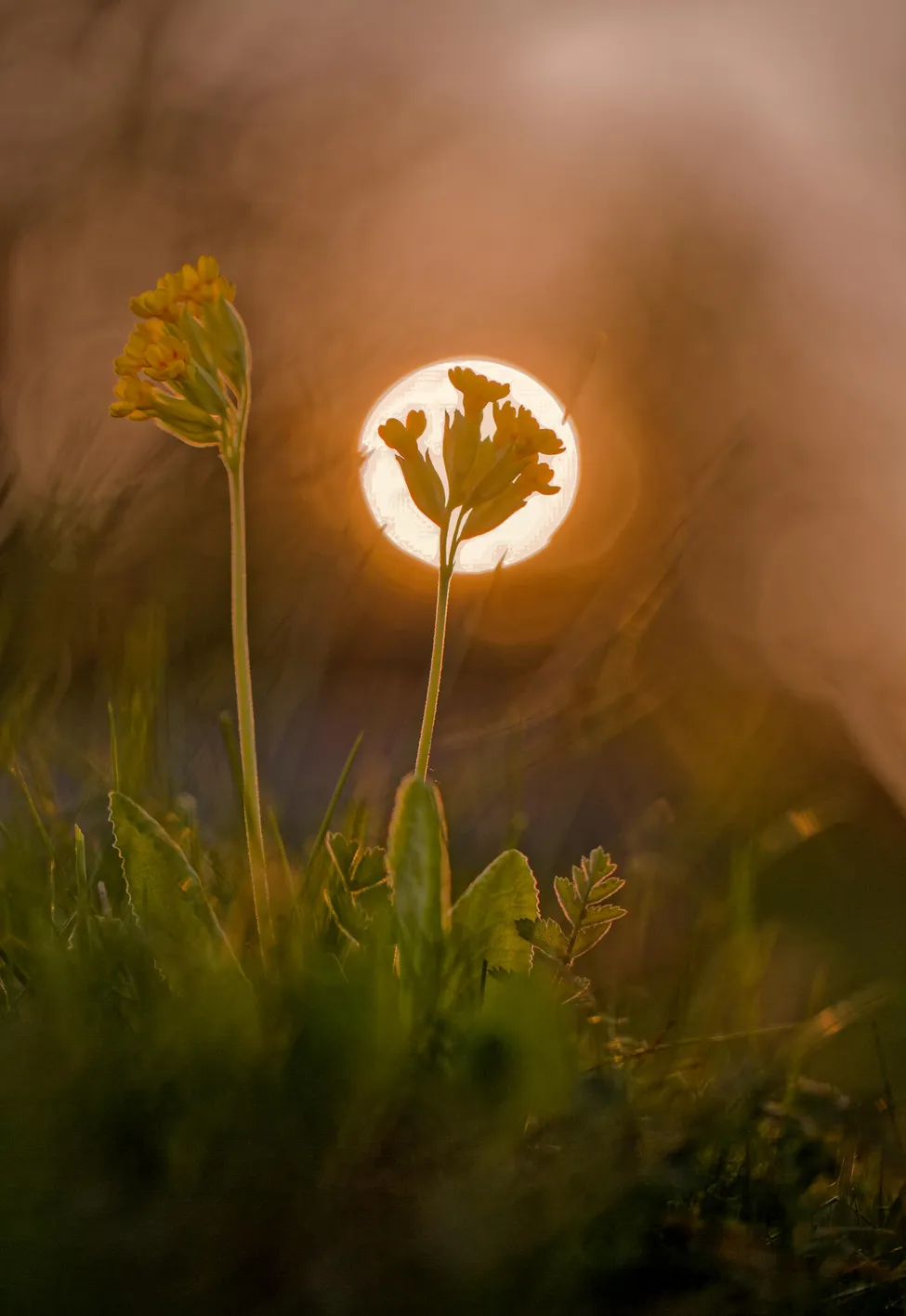 Klicka för att förstora