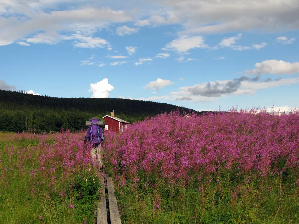 Klicka för att förstora