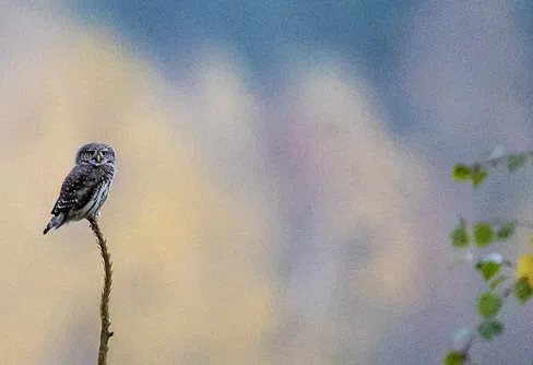 Ut och lyssna på ugglor