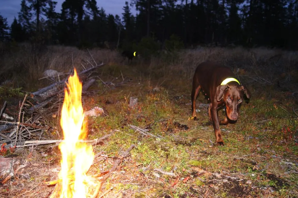 Klicka för att förstora
