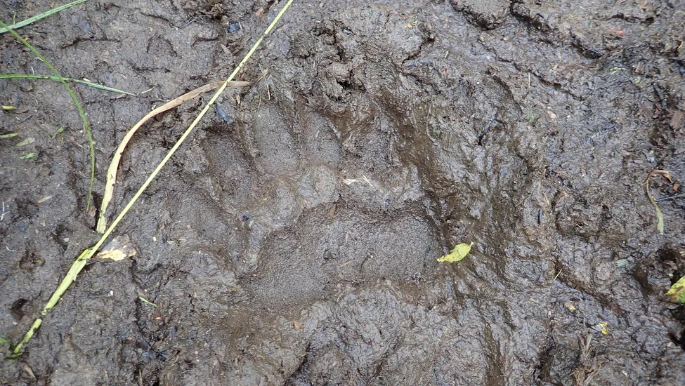 Klicka för att förstora