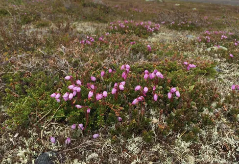 Ingen nationalpark i Vålådalen-Sylarna-Helags