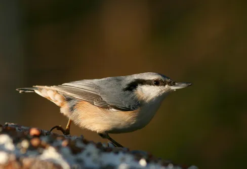 Snart dags för Sveriges största fågelräkning