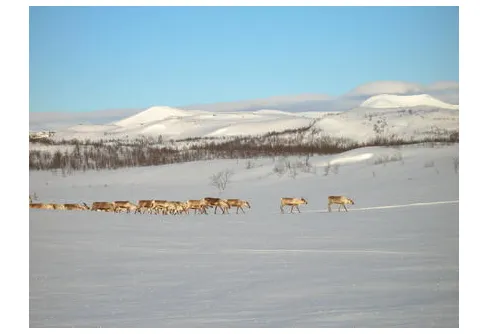 Björnen vi Stour Jerta