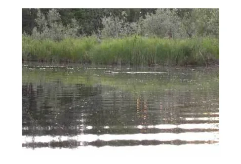 Bäver i Hälsingland