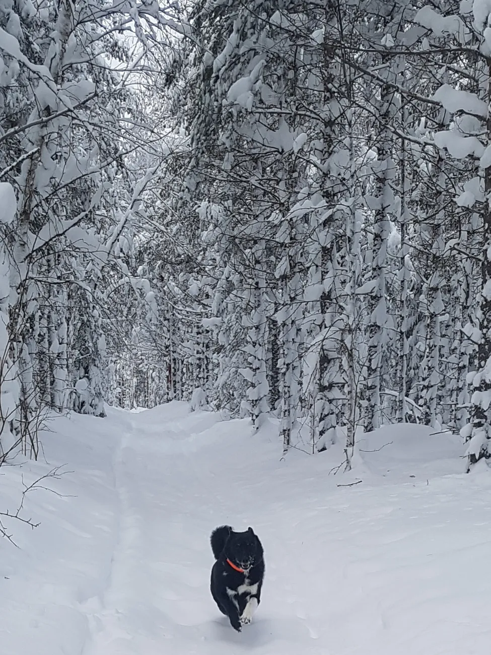 Klicka för att förstora