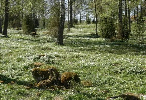 Ten thousand saw I at a glance...