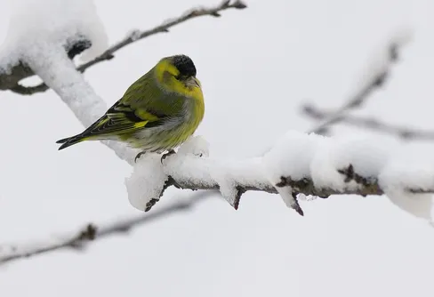 Snart dags för Sveriges största fågelräkning