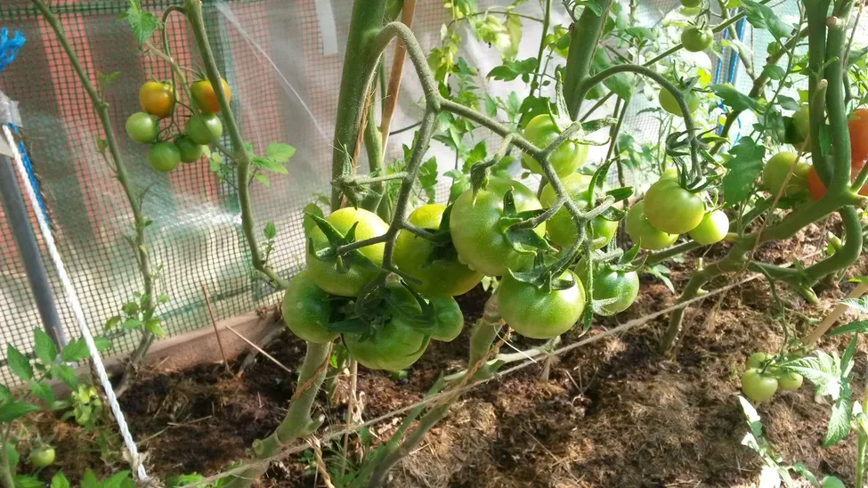 Klicka för att förstora