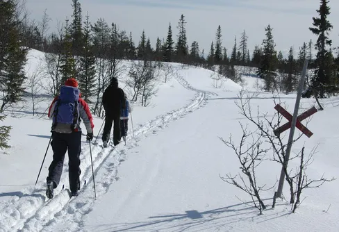 Radiotips - Naturmorgon - om framtiden för den fjällnära skogen