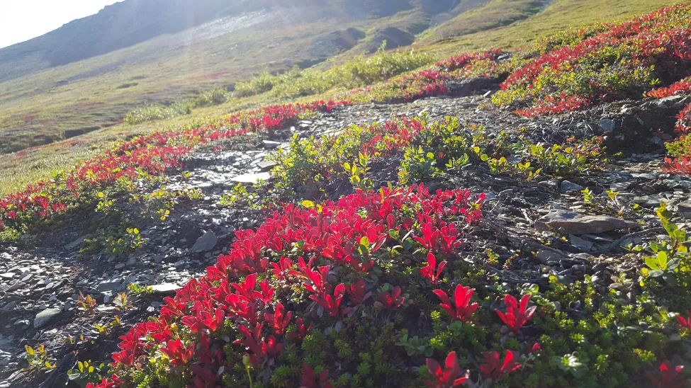 Klicka för att förstora