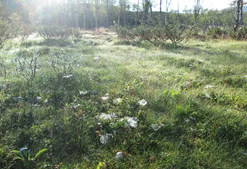 Spa-helg vid Sjnjuvtjudis – eller: När man inte vågar vada, så...