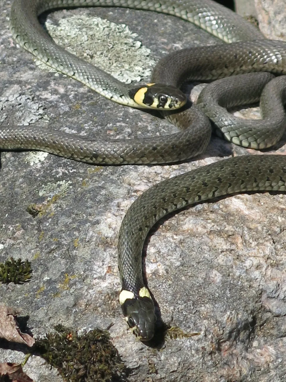 Klicka för att förstora