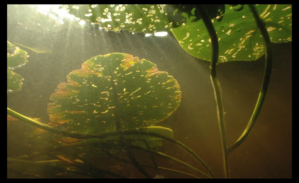 Klicka för att förstora