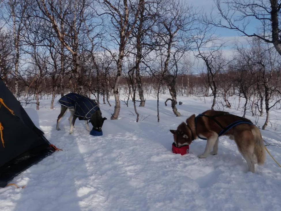 Klicka för att förstora