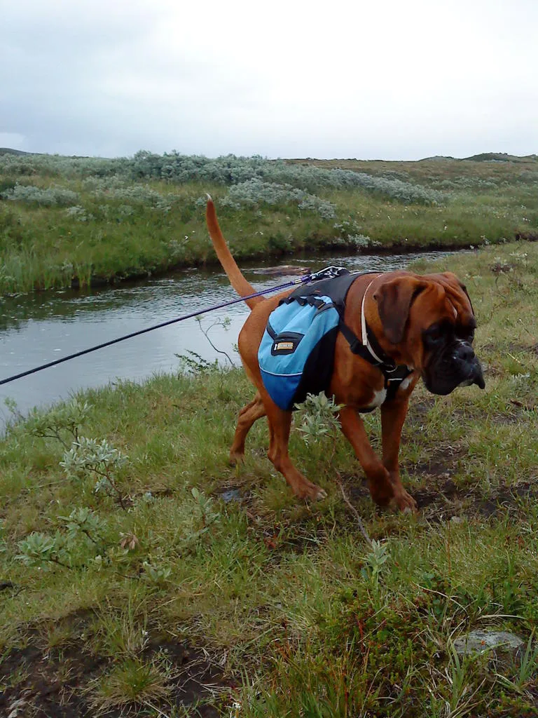 Klicka för att förstora