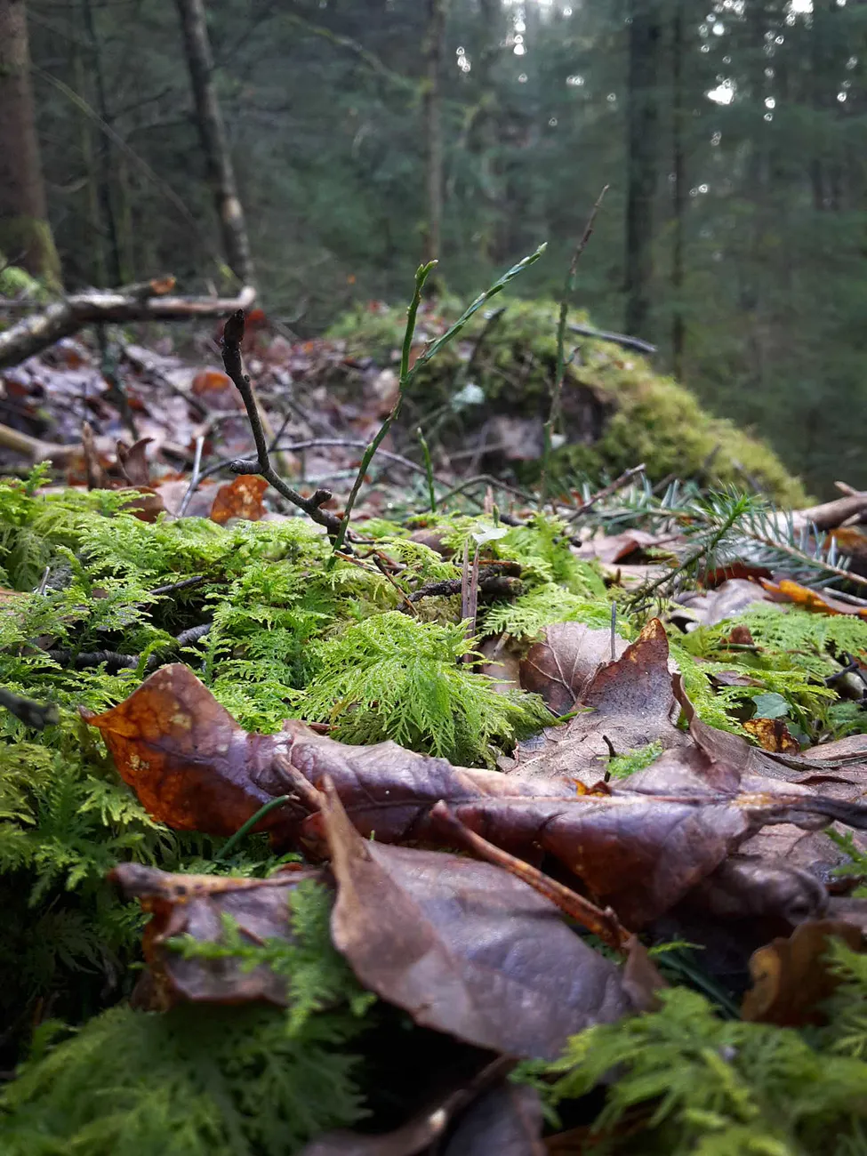 Klicka för att förstora