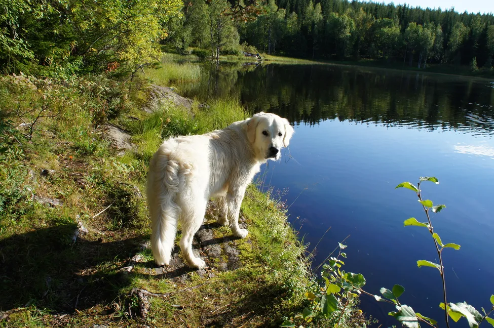 Klicka för att förstora