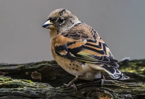 Rapport från fågelräkningen