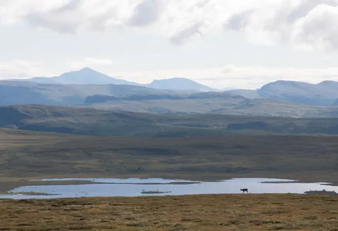 Det får bli som det blir