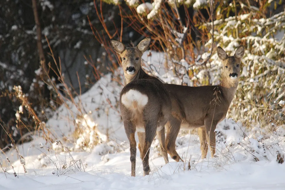 Klicka för att förstora
