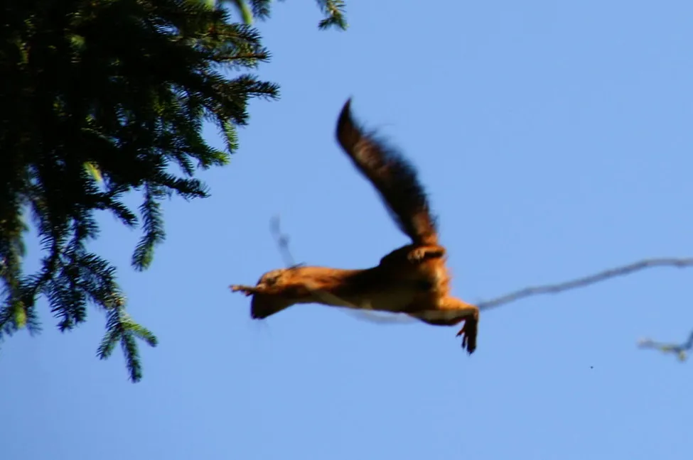 Klicka för att förstora