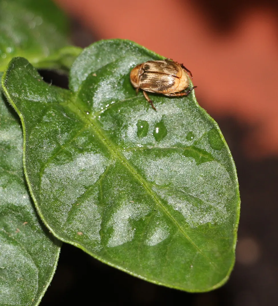 Klicka för att förstora