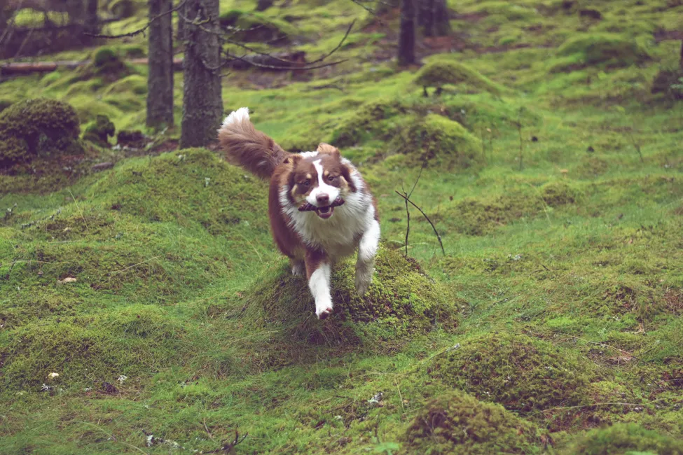 Klicka för att förstora