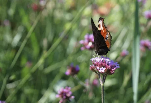 Fira biologiska mångfaldens dag – aktiviteter över hela landet