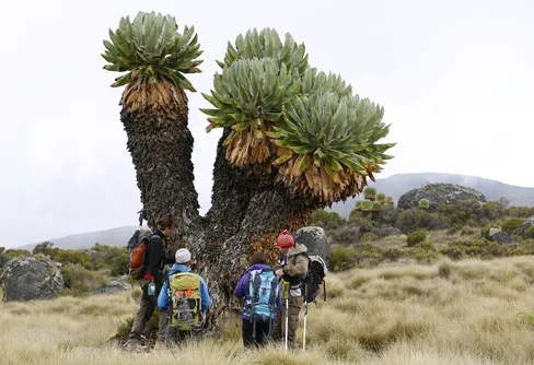 Avsnitt 2 av 6 - Mot toppen av Kilimanjaro!