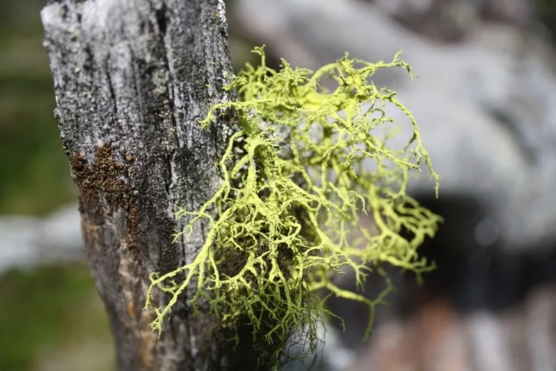 Klicka för att förstora