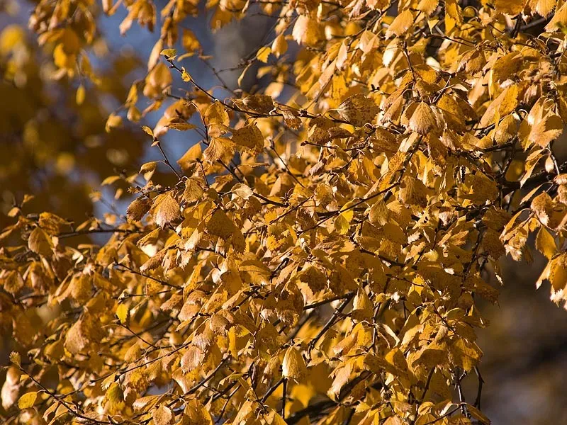 Klicka för att förstora