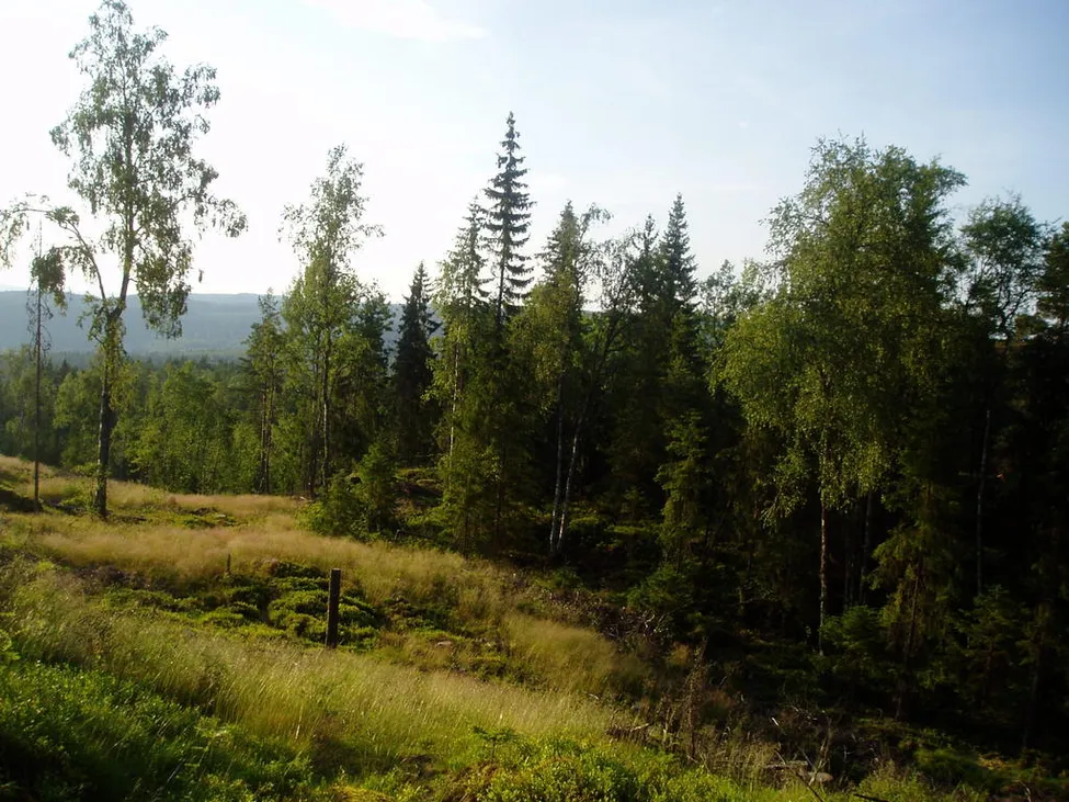 Klicka för att förstora