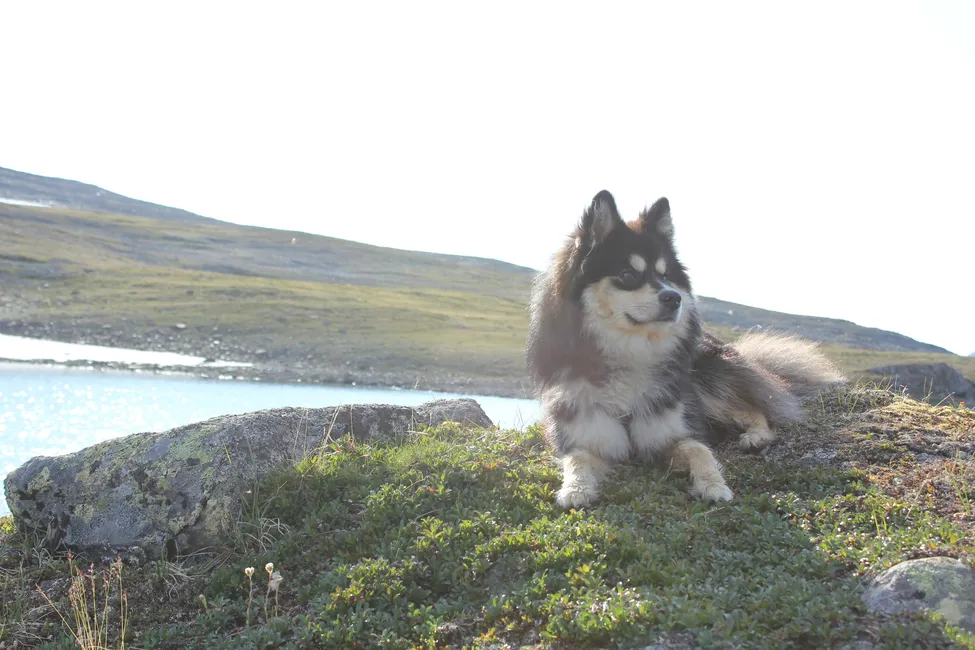 Klicka för att förstora