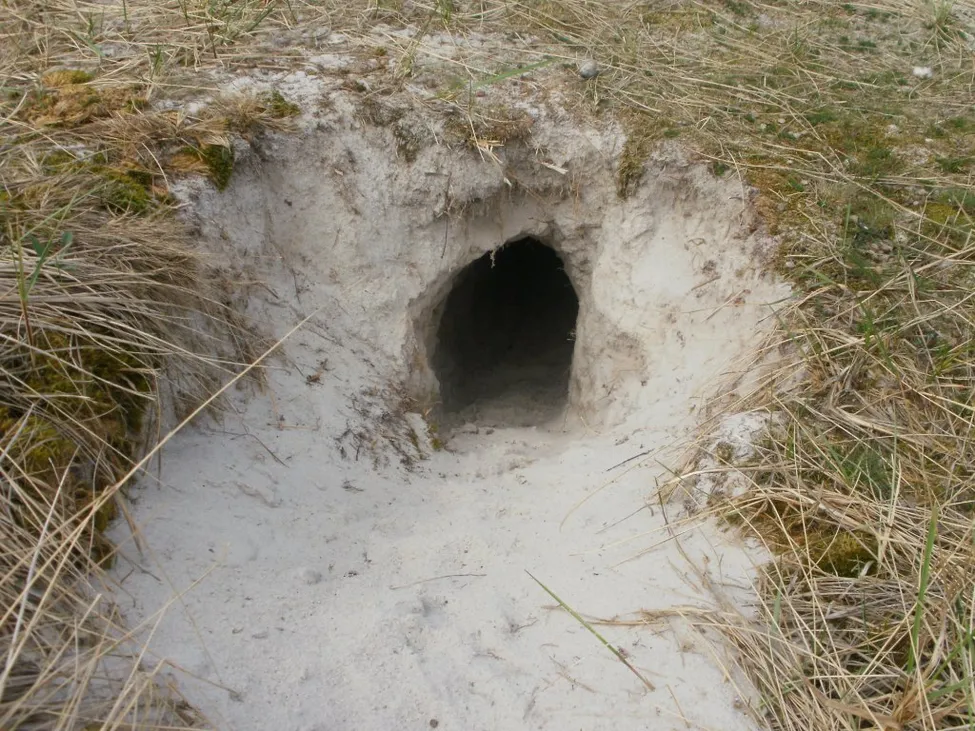 Klicka för att förstora