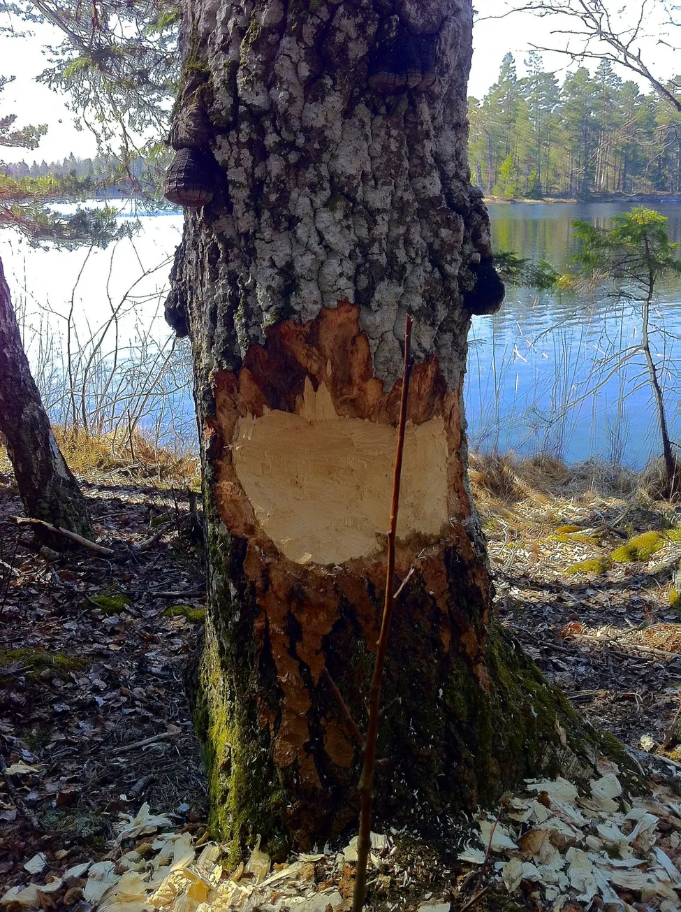 Klicka för att förstora