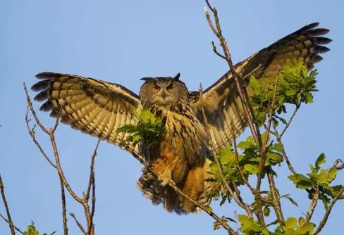 En av världens största ugglor ser ut att minska i Sverige