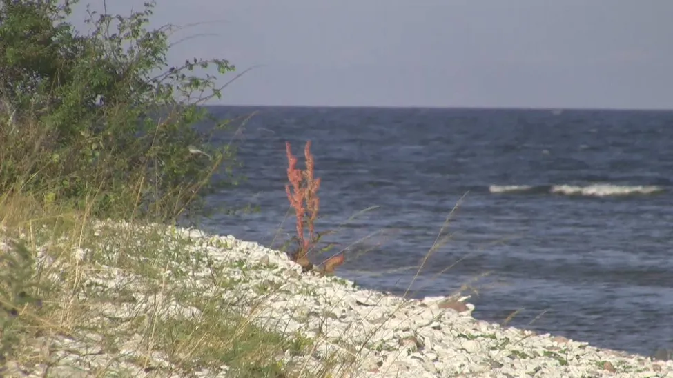 Klicka för att förstora