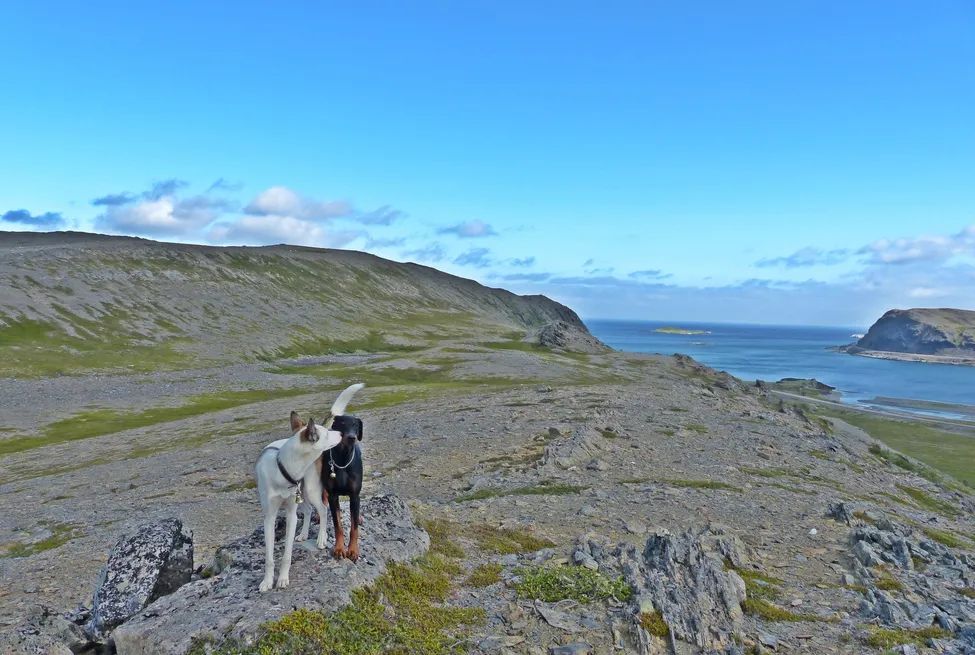 Klicka för att förstora