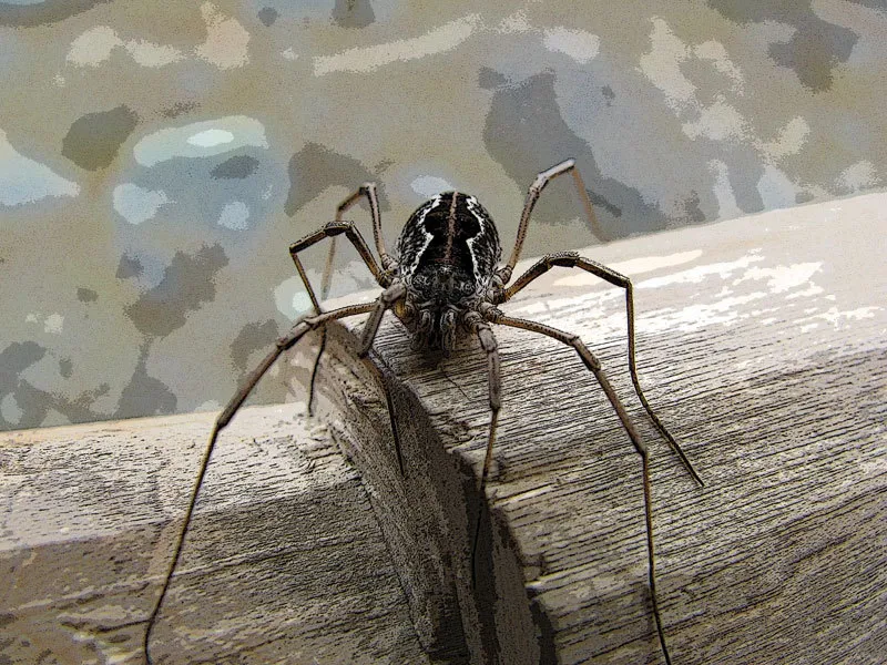 Klicka för att förstora