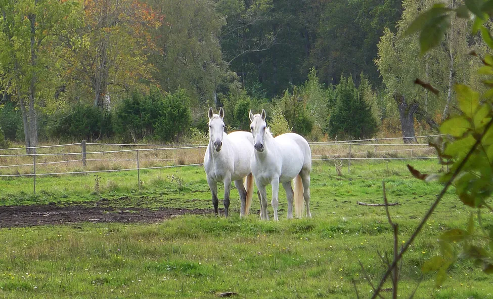 Klicka för att förstora