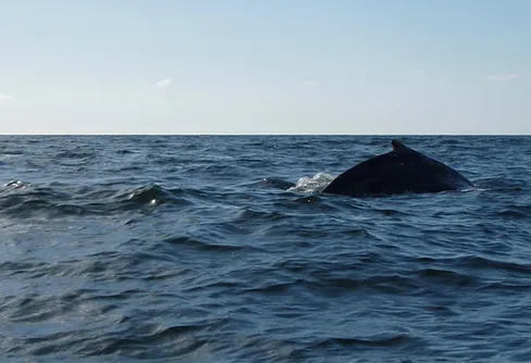 Valspaning från kajak