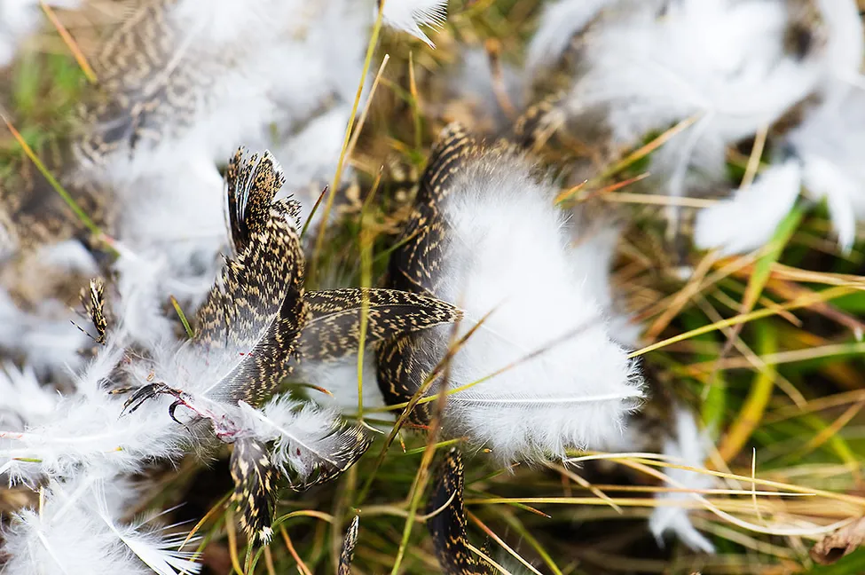 Klicka för att förstora