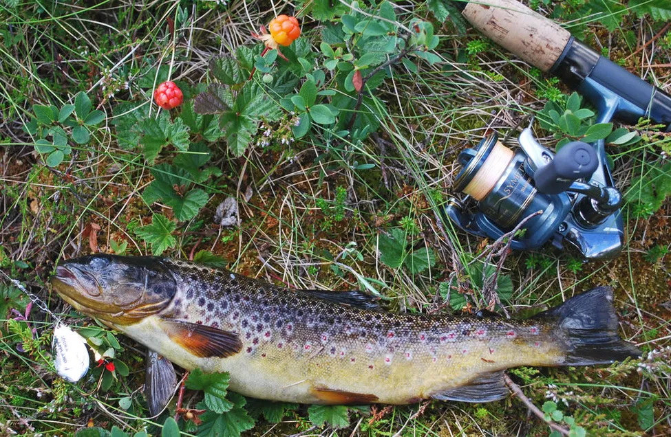 Klicka för att förstora