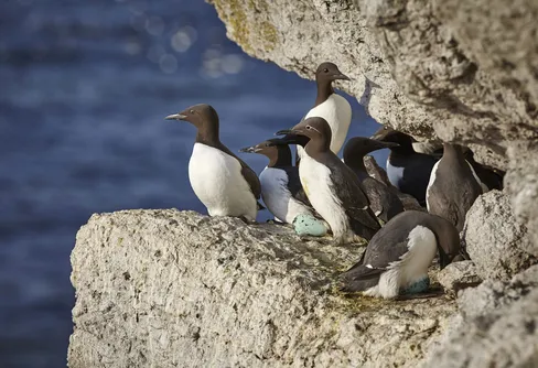 Följ sillgrisslorna på Stora Karlsö